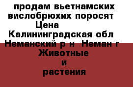 продам вьетнамских вислобрюхих поросят › Цена ­ 7 000 - Калининградская обл., Неманский р-н, Неман г. Животные и растения » Другие животные   